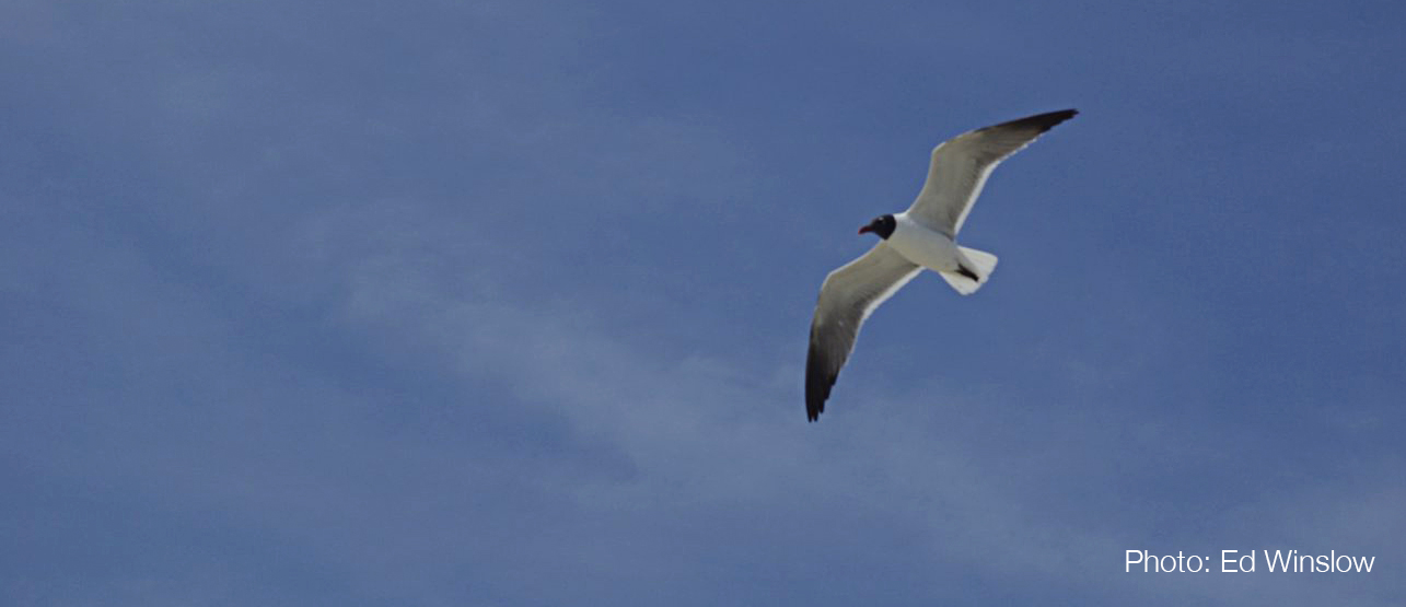 Dr Susan Cimmings Nicholson| Seagull