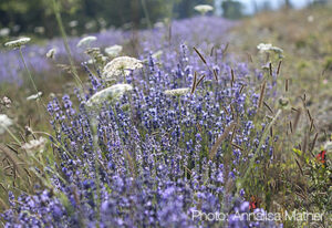 Summer lavender